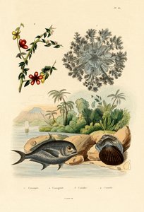 逆さまのクラゲ、1833-39 作： French School
